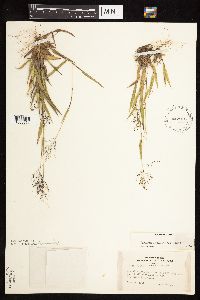 Dichanthelium acuminatum image