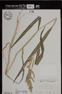 Echinochloa muricata image