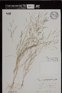 Eragrostis pectinacea image