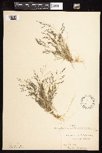 Eragrostis pectinacea image