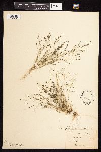 Eragrostis pectinacea image