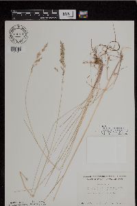 Poa pratensis image