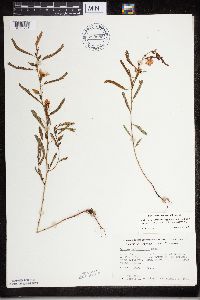 Chamaecrista fasciculata image