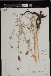 Dalea purpurea image