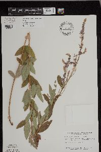 Desmodium canadense image