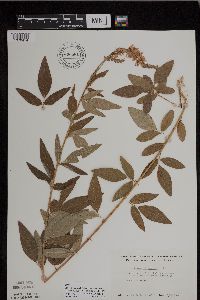 Desmodium canadense image