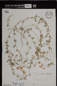 Lotus corniculatus image