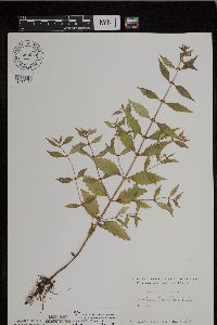 Lycopus uniflorus image