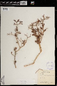 Eriogonum corymbosum var. corymbosum image