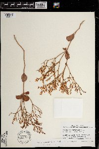 Eriogonum corymbosum image