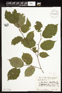 Corylus americana image