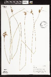 Image of Juncus dudleyi