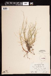 Carex disperma image