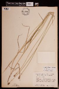 Carex molesta image