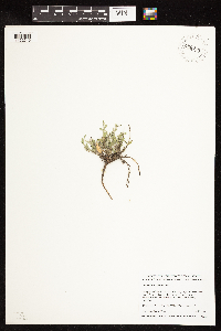 Astragalus lotiflorus image