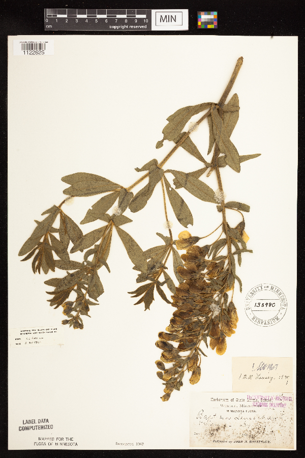 Baptisia leucophaea image