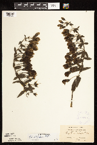 Baptisia leucophaea image