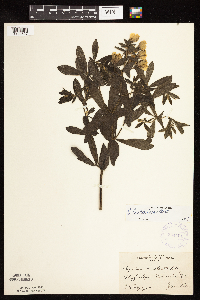 Baptisia leucophaea image