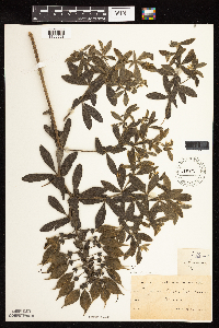 Baptisia leucophaea image