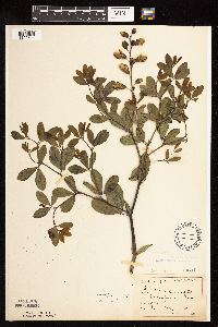 Baptisia lactea image