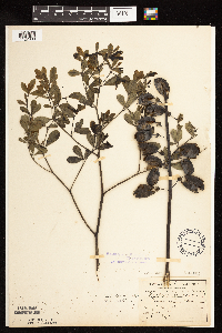 Baptisia lactea image