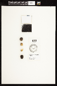 Astragalus crassicarpus image