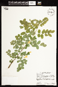 Caragana arborescens image