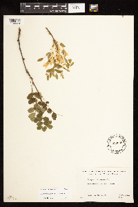 Caragana arborescens image