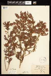Chamaecrista fasciculata image