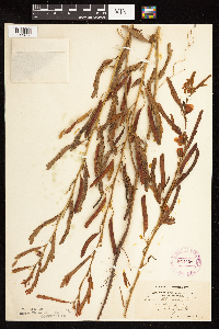 Chamaecrista fasciculata image