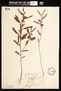 Chamaecrista fasciculata image