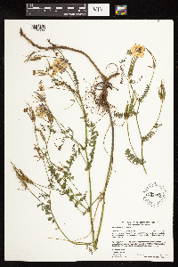 Securigera varia image