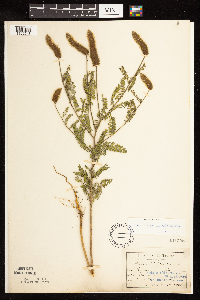 Dalea leporina image