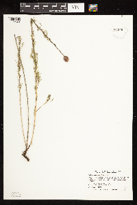 Dalea purpurea image