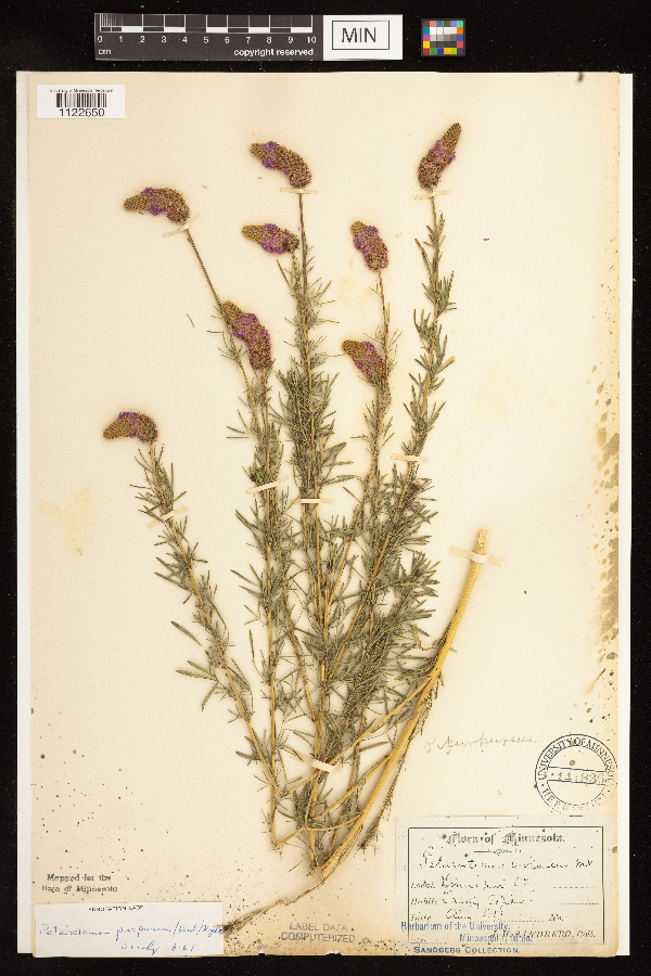 Dalea purpurea var. purpurea image
