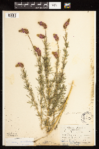 Dalea purpurea image