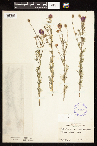 Dalea purpurea image