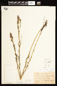 Dalea purpurea image