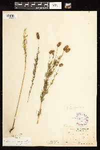 Dalea purpurea image