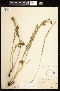 Dalea purpurea image