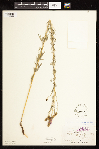 Dalea purpurea image