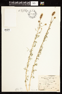 Dalea purpurea image