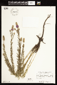 Dalea purpurea image