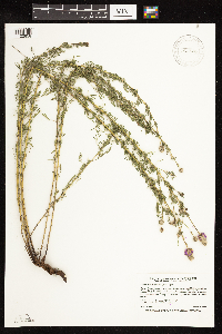 Dalea purpurea var. purpurea image