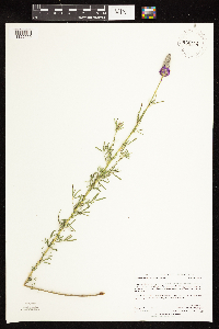 Dalea purpurea image