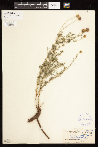 Dalea purpurea image