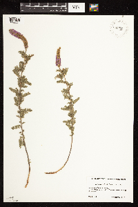 Dalea villosa image