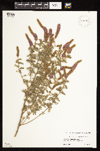 Dalea villosa image