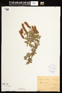 Dalea villosa image
