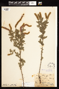 Dalea villosa image